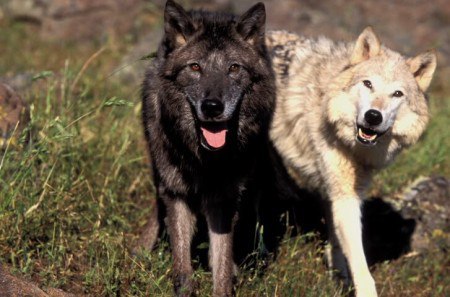 Два волка в нас живут - Добро и Зло
